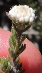 Phylica karroica