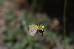 Eurema herla