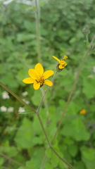 Simsia lagasceiformis