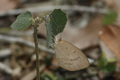 Eurema herla