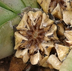 Glottiphyllum