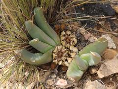 Glottiphyllum