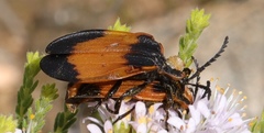 Lycus rostratellus