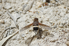 Ligyra punctipennis