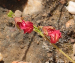 Hermannia flammea