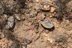 Machairophyllum bijliae