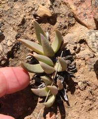 Machairophyllum bijliae