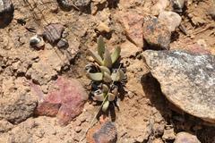 Machairophyllum bijliae