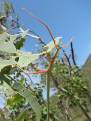 Didymuria virginea