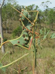 Didymuria virginea