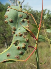 Didymuria virginea