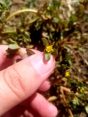 Portulaca oleracea