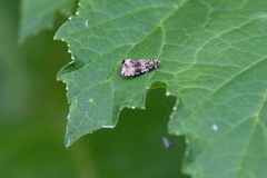 Syricoris