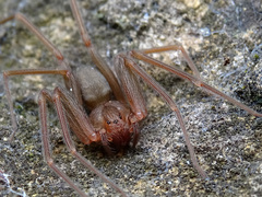 Loxosceles rufescens