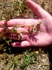 Portulaca oleracea