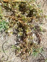 Portulaca oleracea