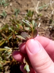 Portulaca oleracea