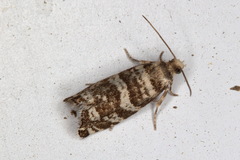 Epinotia tedella