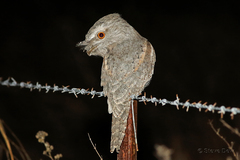 Podargus strigoides phalaenoides