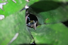 Ranitomeya