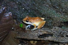 Pristimantis zeuctotylus