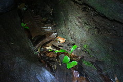 Pristimantis zeuctotylus