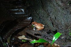 Pristimantis zeuctotylus