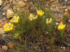 Aspalathus aspalathoides