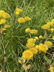 Helichrysum decorum
