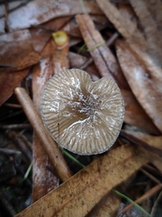 Pluteus cinereofuscus