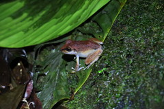 Pristimantis zeuctotylus