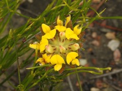 Aspalathus aspalathoides