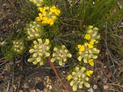 Aspalathus aspalathoides