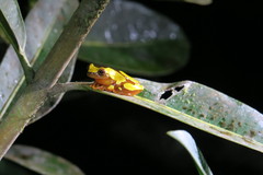 Dendropsophus leucophyllatus