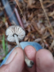 Pluteus cinereofuscus