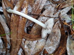 Pluteus cinereofuscus