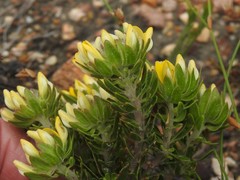 Aspalathus aspalathoides