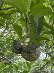 Tabernaemontana elegans