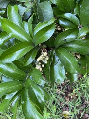 Tabernaemontana elegans