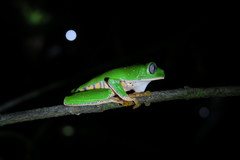 Callimedusa tomopterna