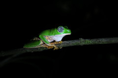 Callimedusa tomopterna