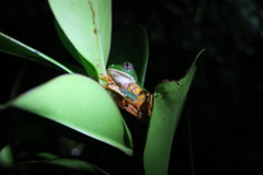 Callimedusa tomopterna