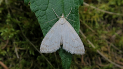 Udea decrepitalis
