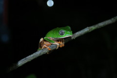 Callimedusa tomopterna
