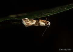 Eremnotypa steriphota