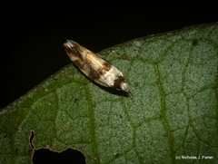 Eremnotypa steriphota