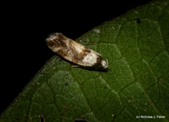 Eremnotypa steriphota