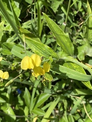 Commelineae