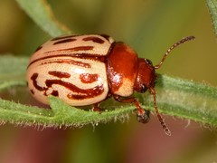 Zygogramma conjuncta