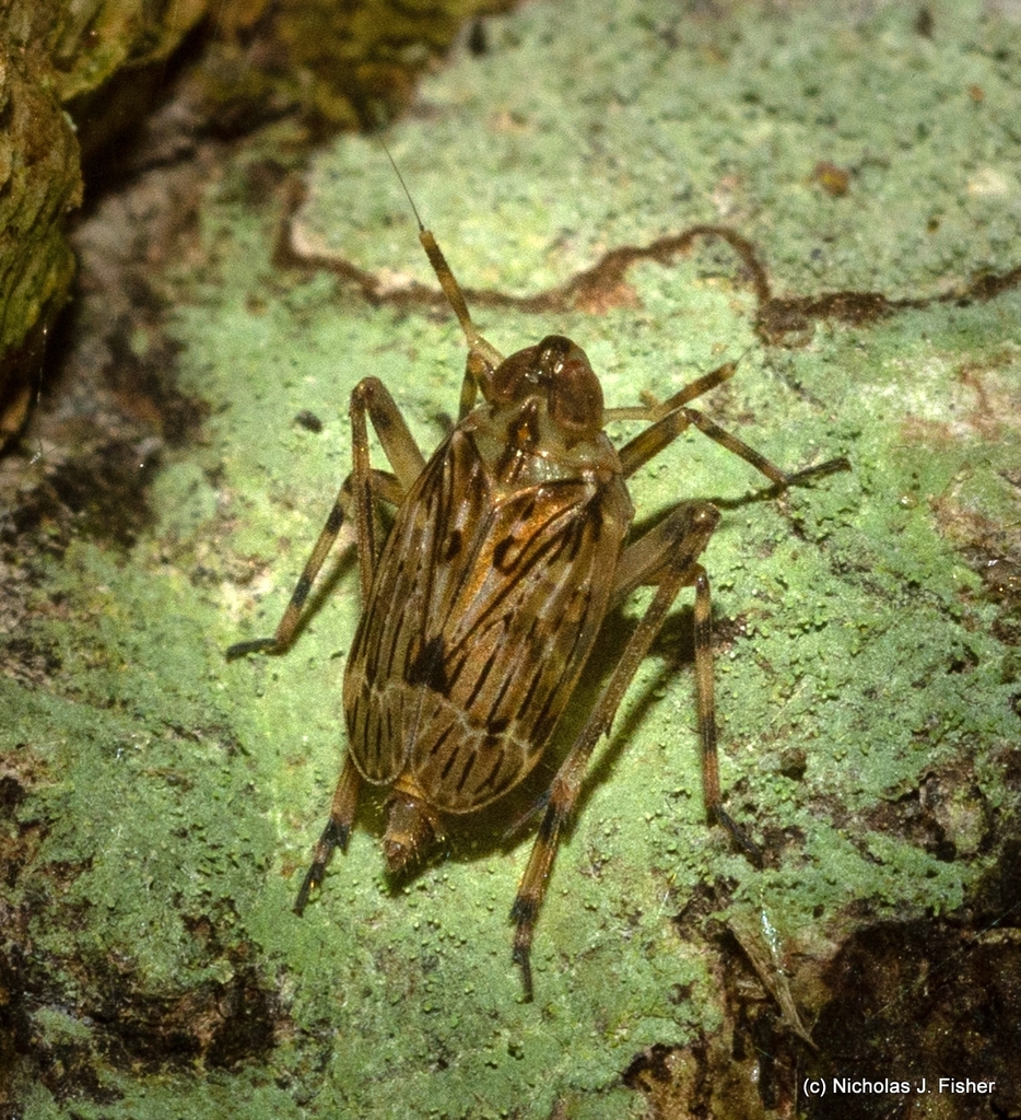 Ugyops sejunctus
